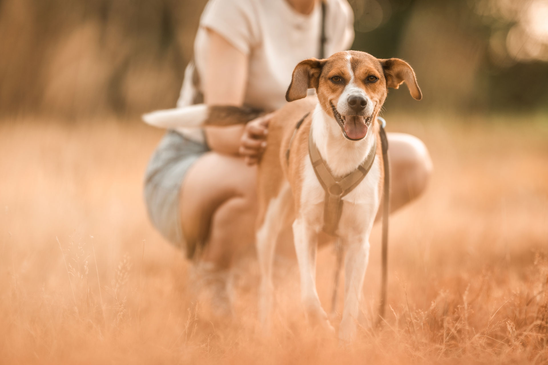 Entspannter Hund steht vor seiner Halterin auf einer Wiese