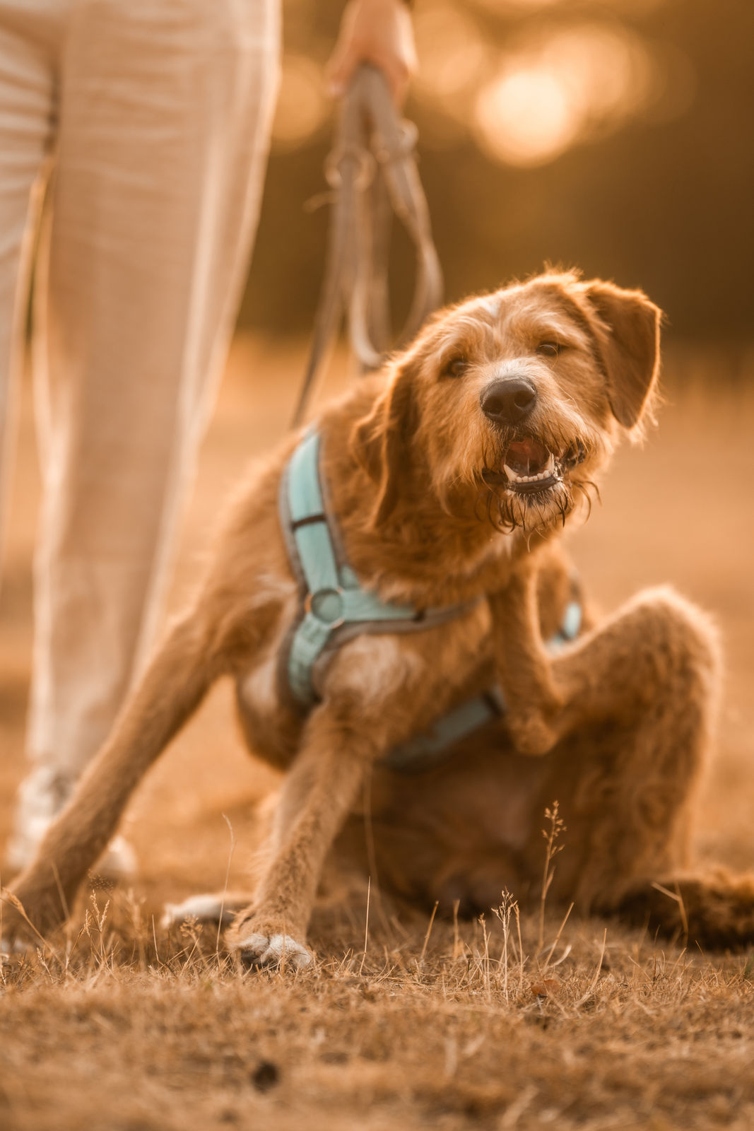 Hund mit Geschirr sitzt aufmerksam auf einer Wiese
